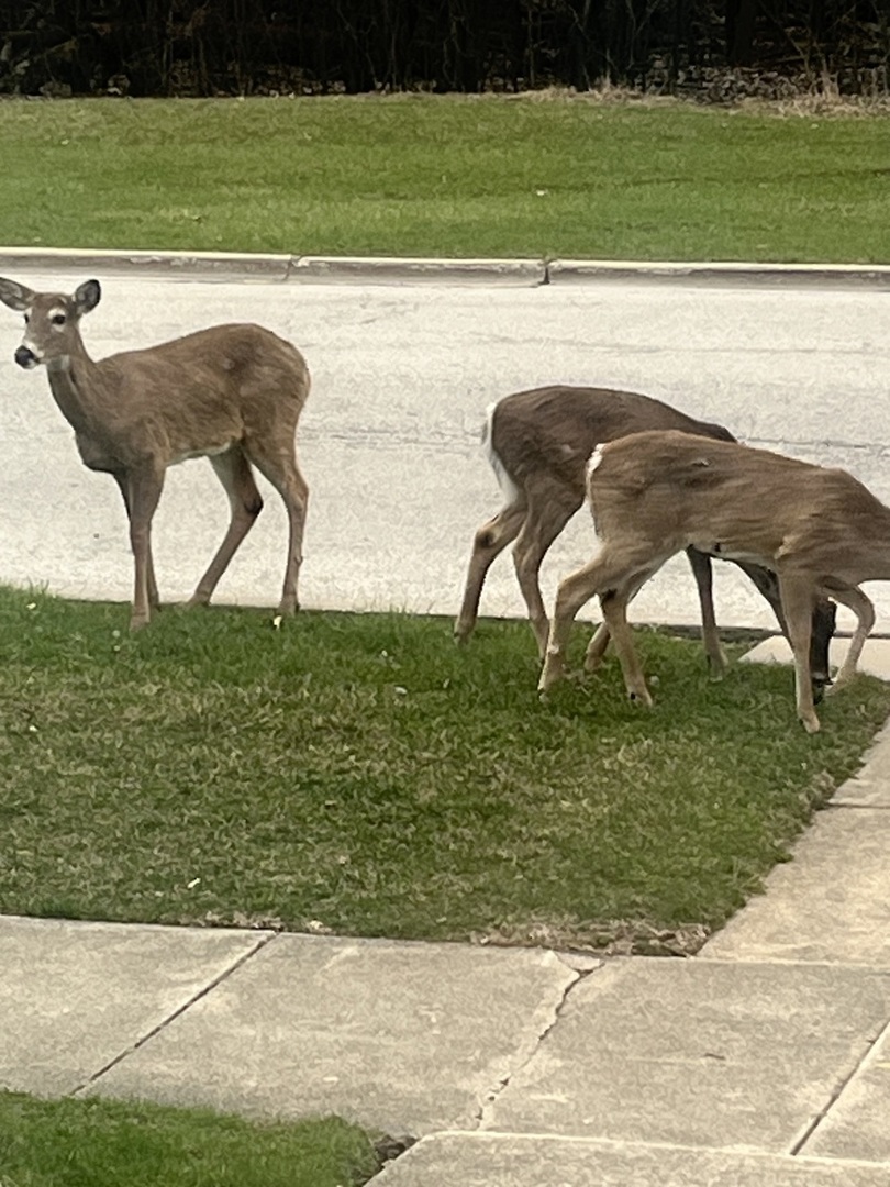 2222 S 15th Avenue, North Riverside, IL 60546