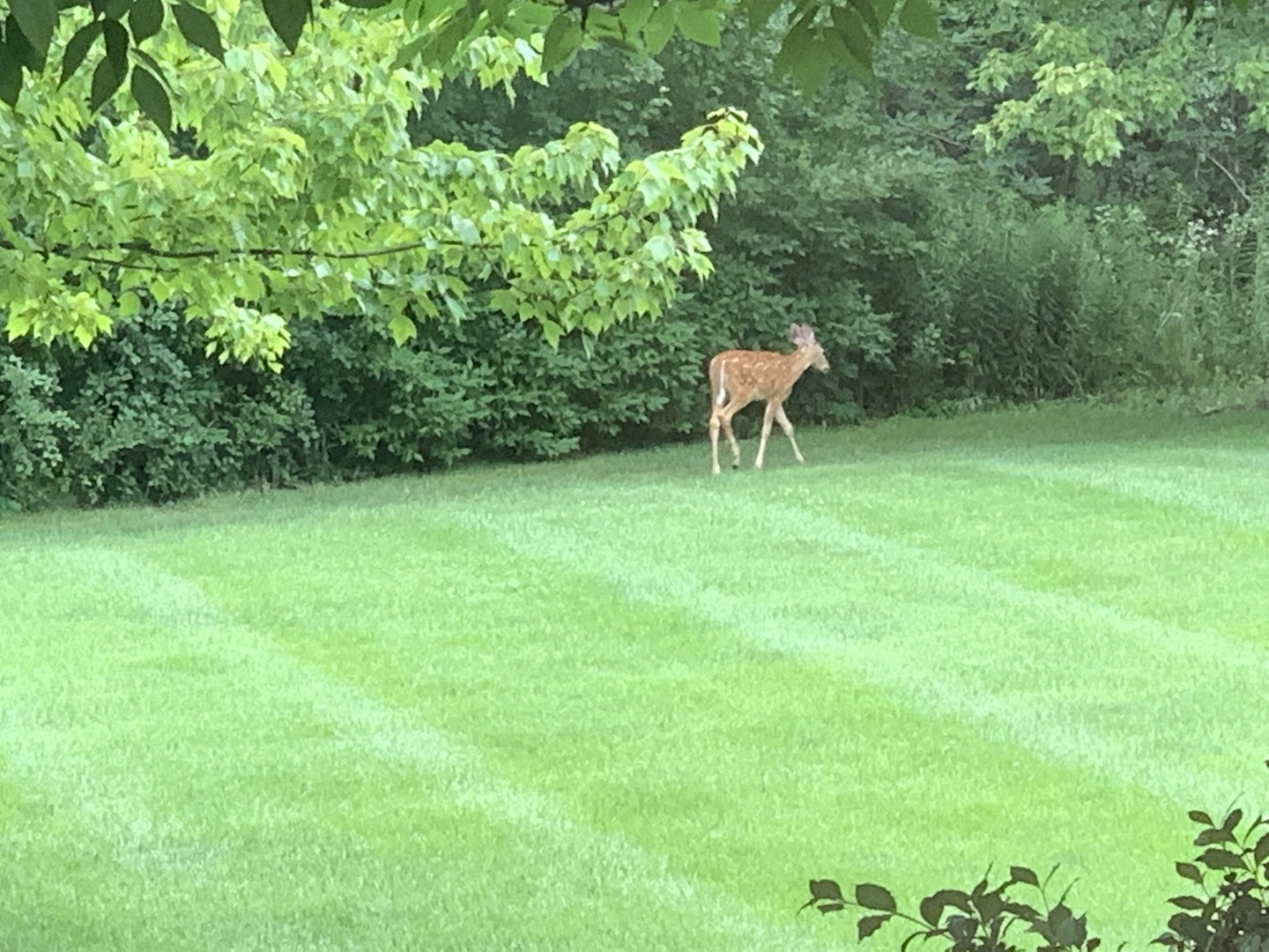 31470 N Reigate Lane, Libertyville, IL 60048