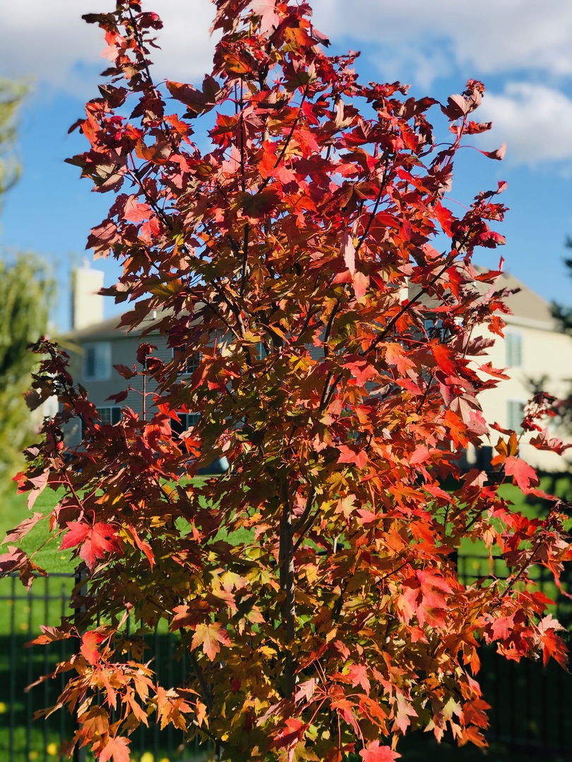 1064 Hampton Lane, Yorkville, IL 60560