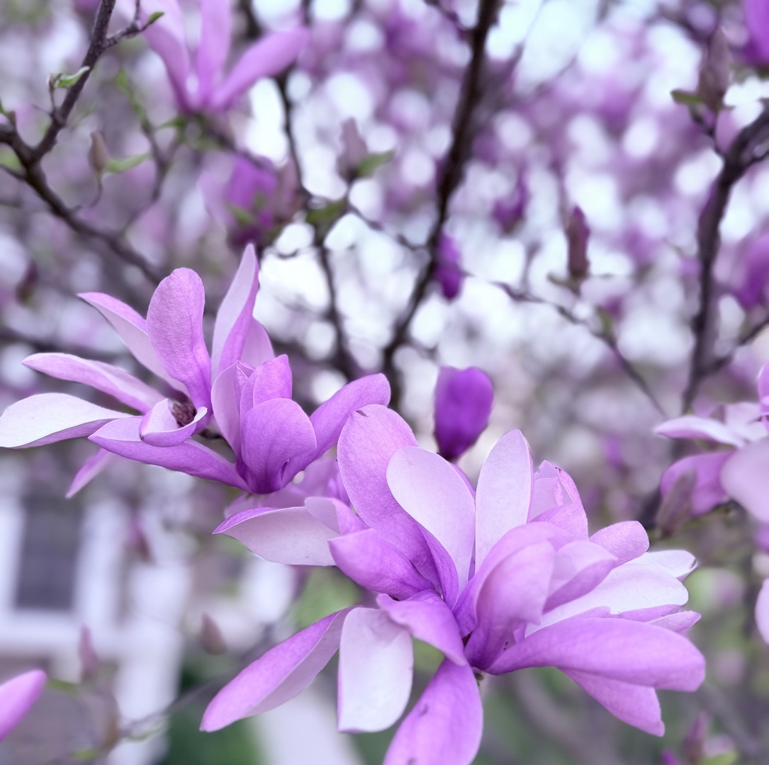 1064 Hampton Lane, Yorkville, IL 60560