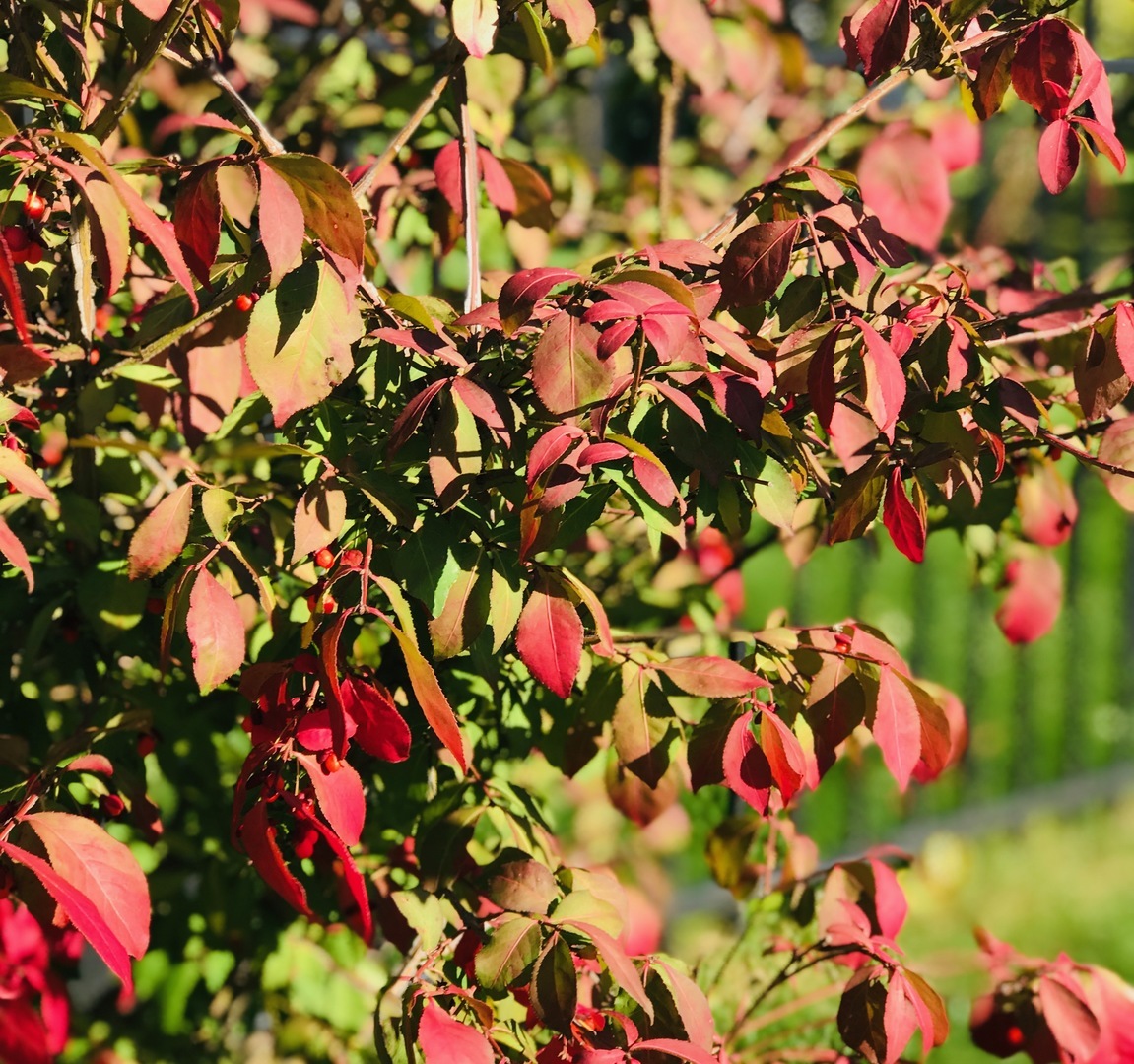 1064 Hampton Lane, Yorkville, IL 60560