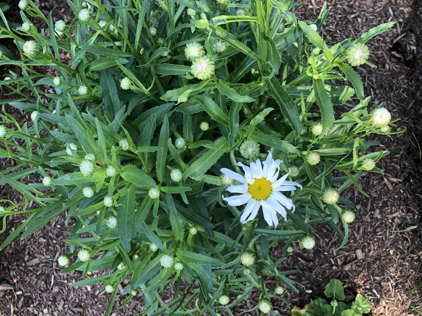 1641 Lois Ann Lane, Naperville, IL 60563