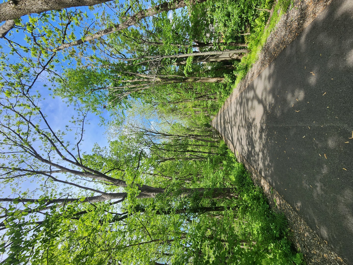 903 N Linden Street #207, Normal, IL 61761