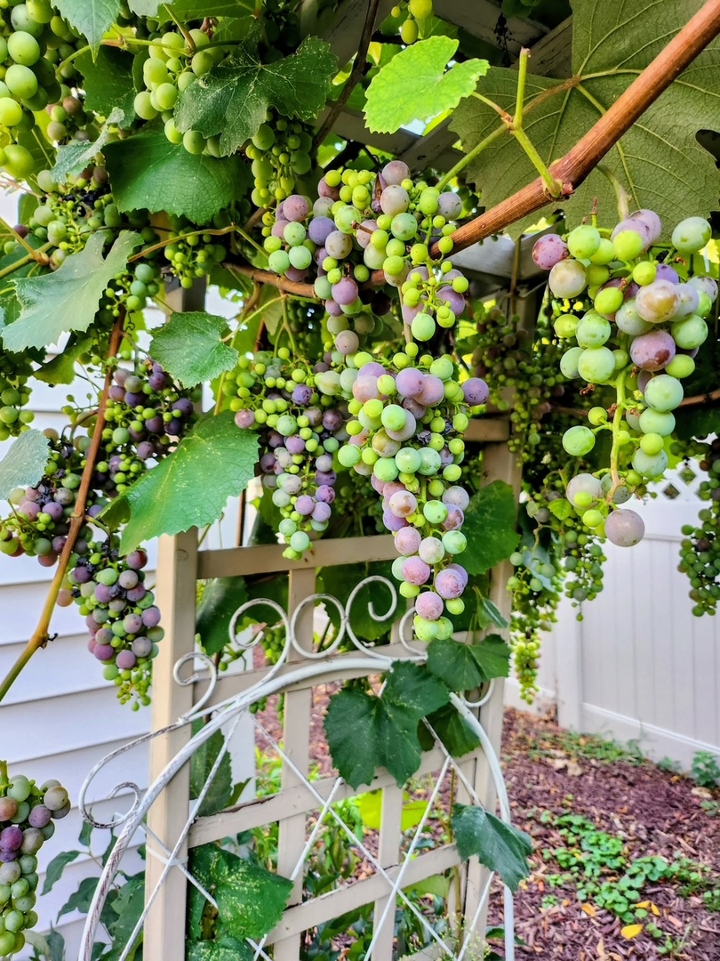 105 N Lincoln Avenue, Park Ridge, IL 60068