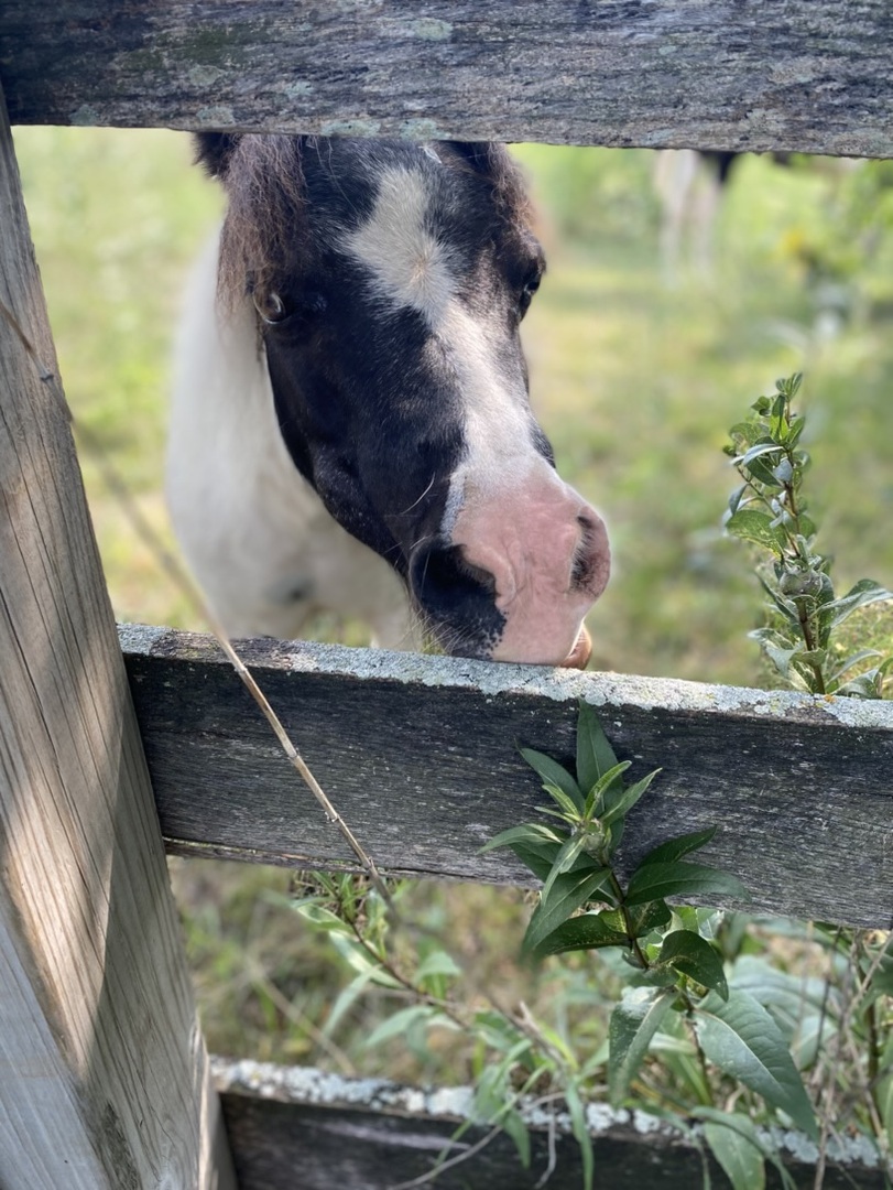 1347 Wild Indigo Road, Grayslake, IL 60030
