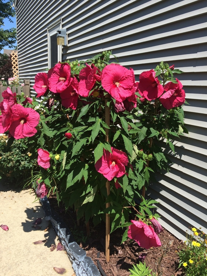 3195 Village Green Drive, Aurora, IL 60504