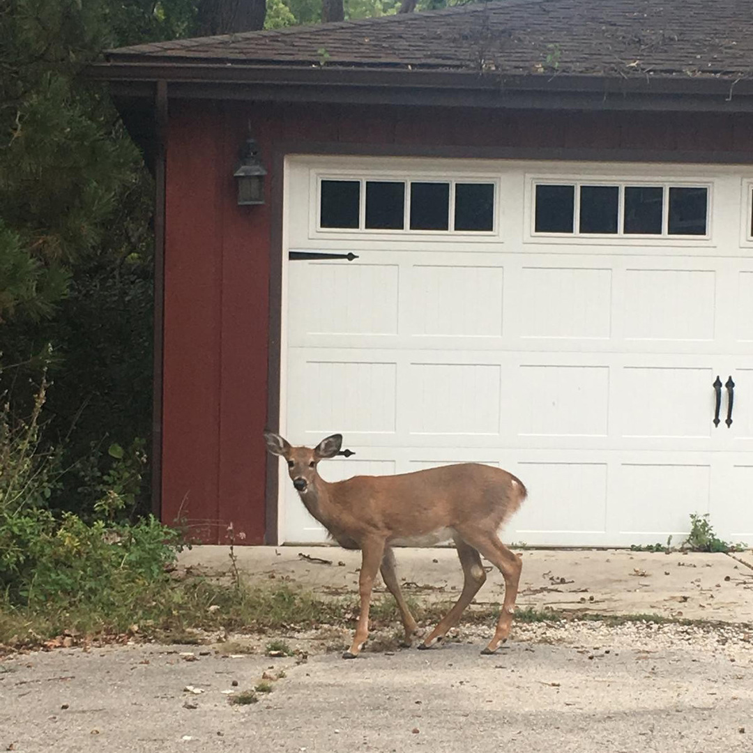 5787 N Clifford Avenue, Chicago, IL 60646