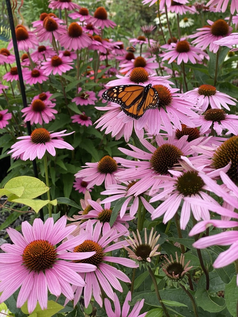 210 6th Street, Mendota, IL 61342