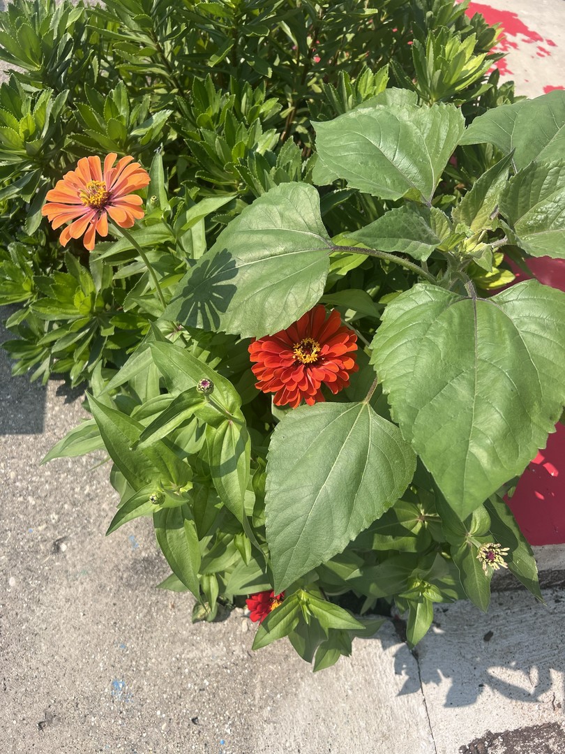 3735 W Palmer Street, Chicago, IL 60647