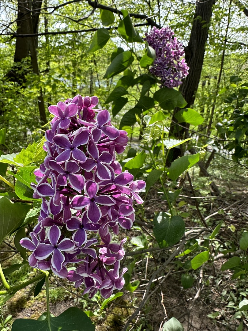 273 Bridlewood Lane, Valparaiso, IN 46385