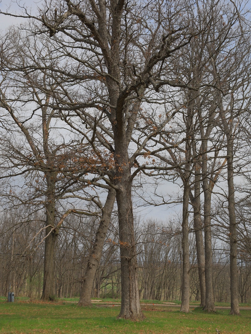 4500 E. River Road, Ridott, IL 61067