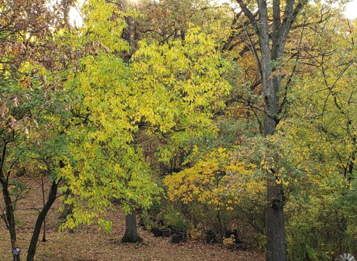 9215 S 83rd Avenue, Hickory Hills, IL 60457