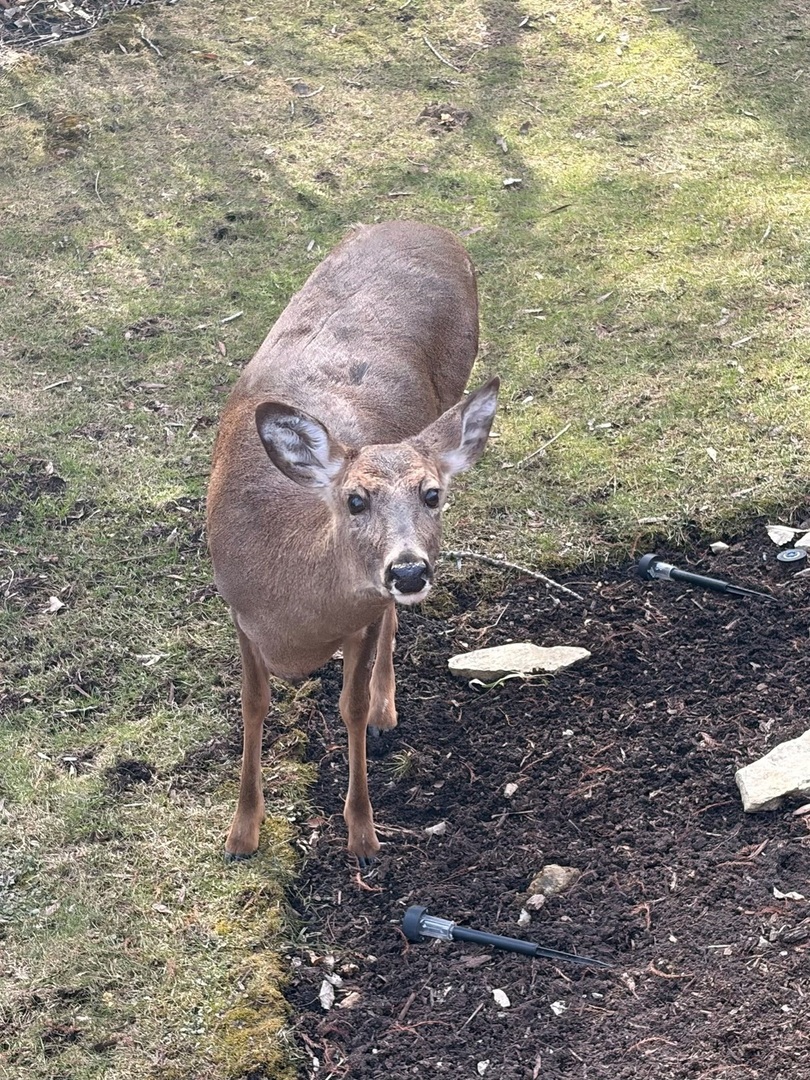 11133 Indian Woods Drive, Indian Head Park, IL 60525