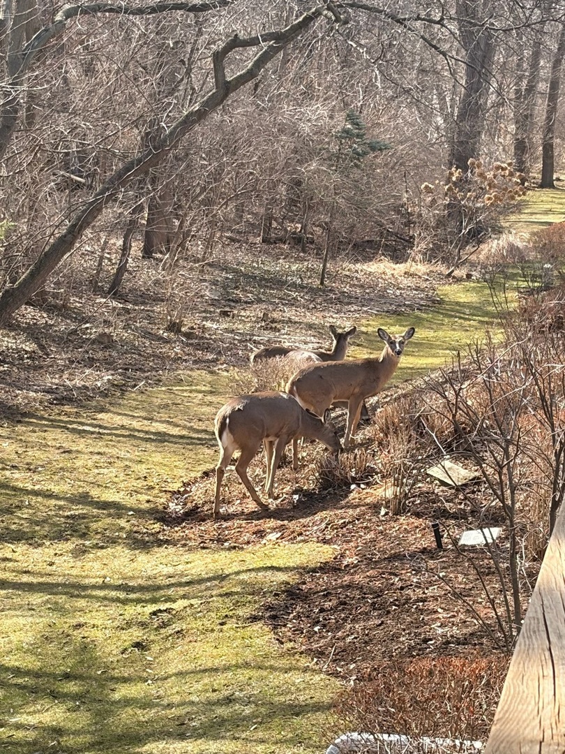 11133 Indian Woods Drive, Indian Head Park, IL 60525