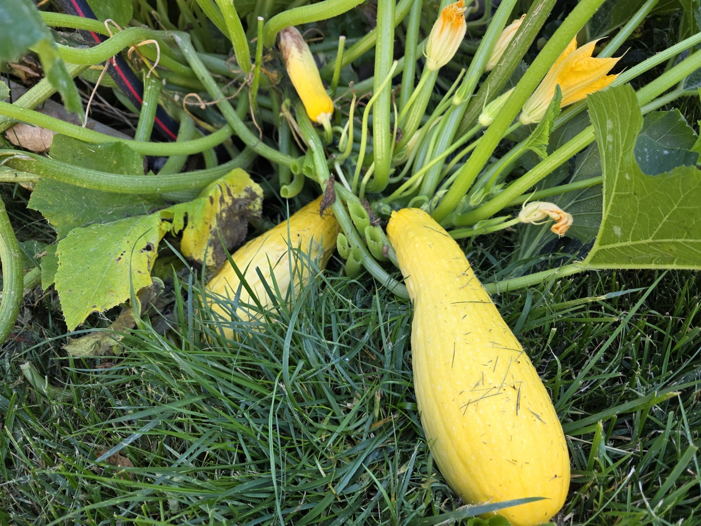 88 Gromer Road, Elgin, IL 60120