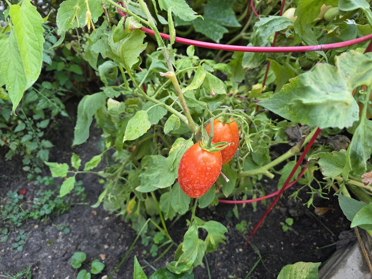 88 Gromer Road, Elgin, IL 60120