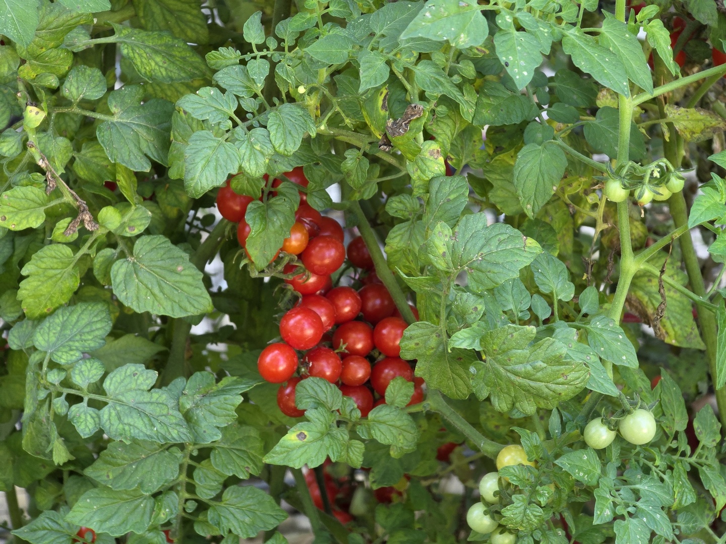 88 Gromer Road, Elgin, IL 60120