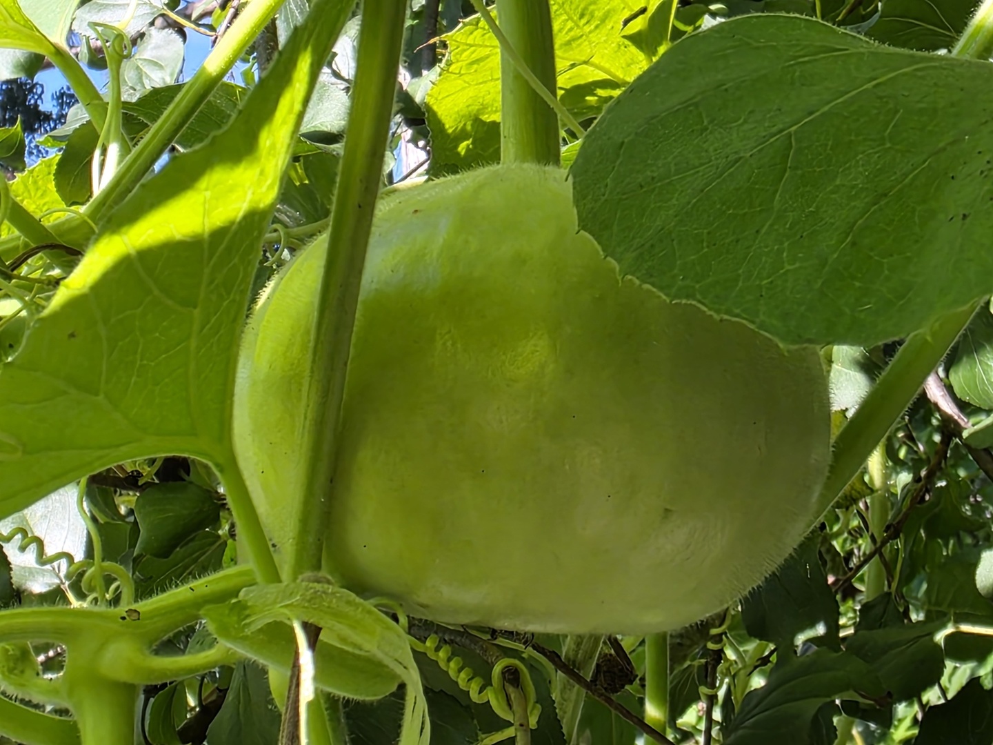 88 Gromer Road, Elgin, IL 60120