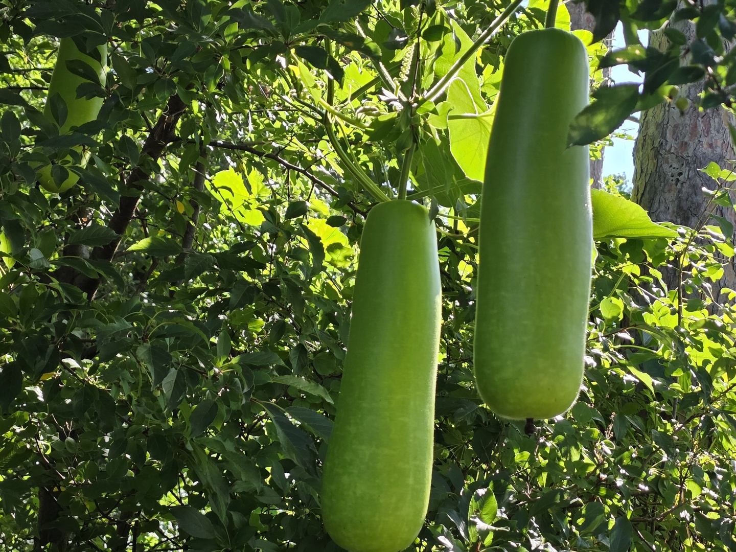 88 Gromer Road, Elgin, IL 60120