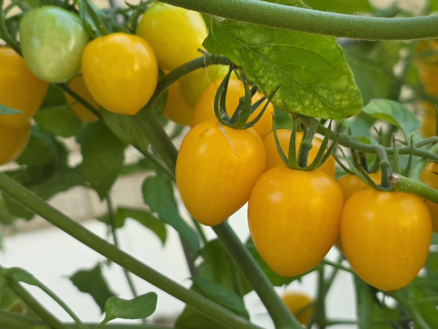 88 Gromer Road, Elgin, IL 60120