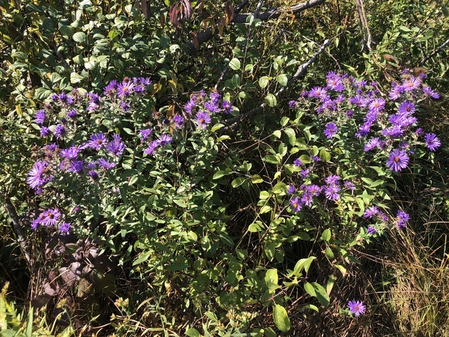 14 Alexandra Drive, Mettawa, IL 60048