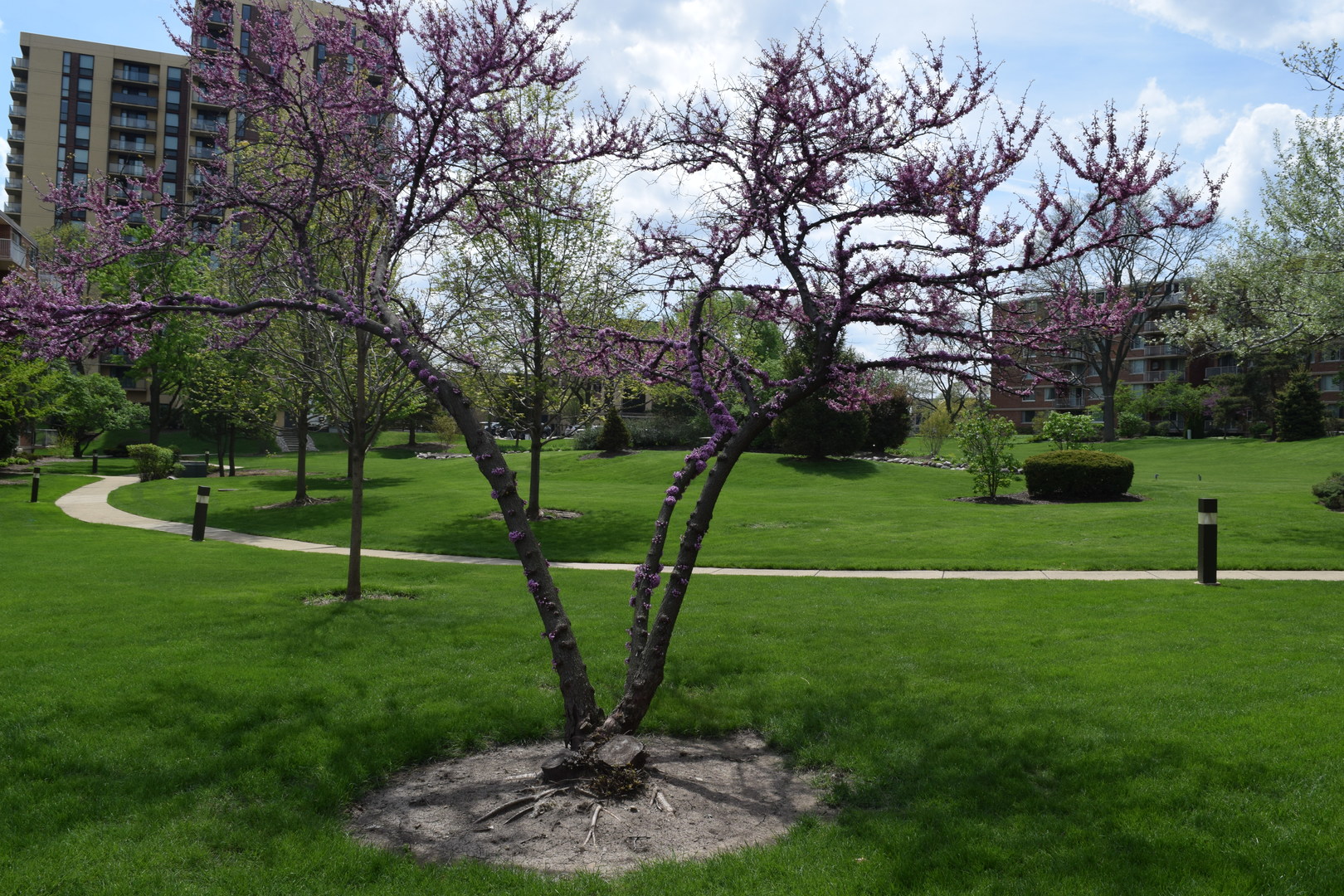 2200 S Stewart Avenue #1C, Lombard, IL 60148