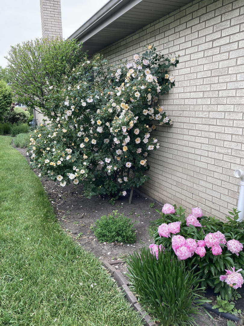 915 S See Gwun Avenue, Mount Prospect, IL 60056